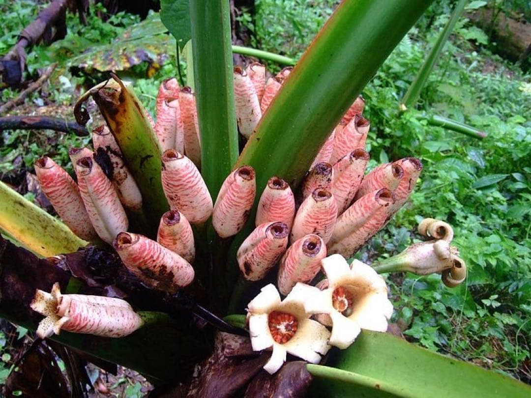 原種　世界最大　アロカシア　ロブスタ　サトイモ科　アロイド　パルダリウム　②