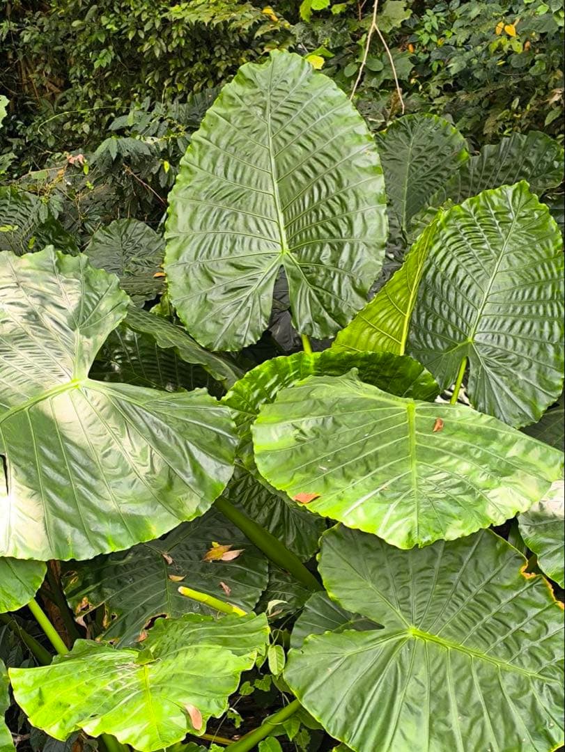 原種　世界最大　アロカシア　ロブスタ　サトイモ科　アロイド　パルダリウム　②