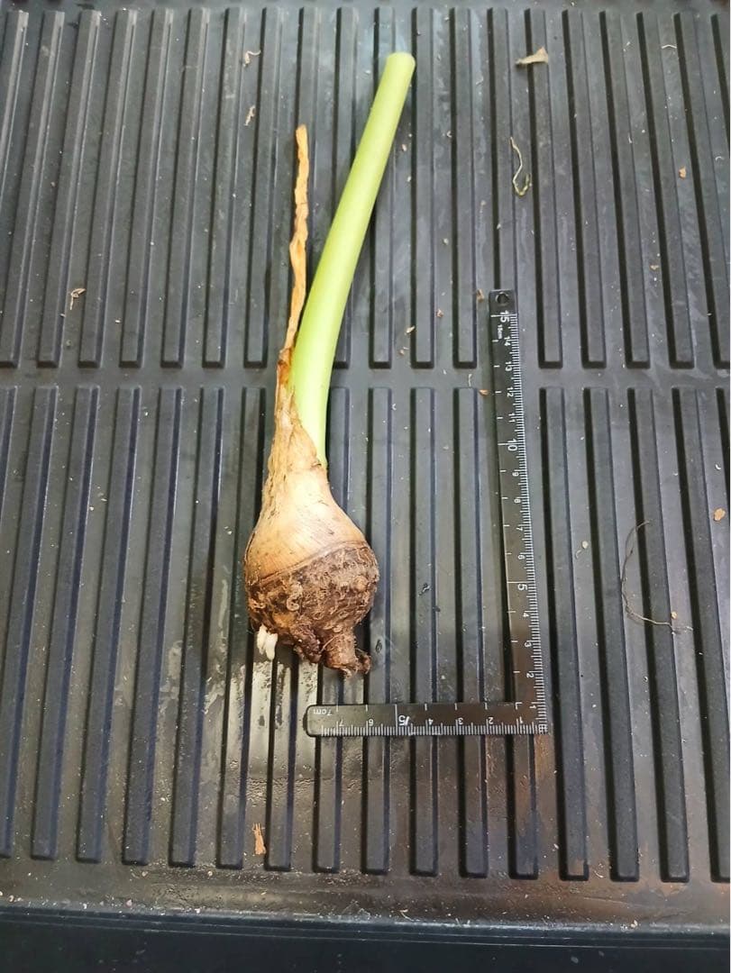 原種　世界最大　アロカシア　ロブスタ　サトイモ科　アロイド　パルダリウム　②