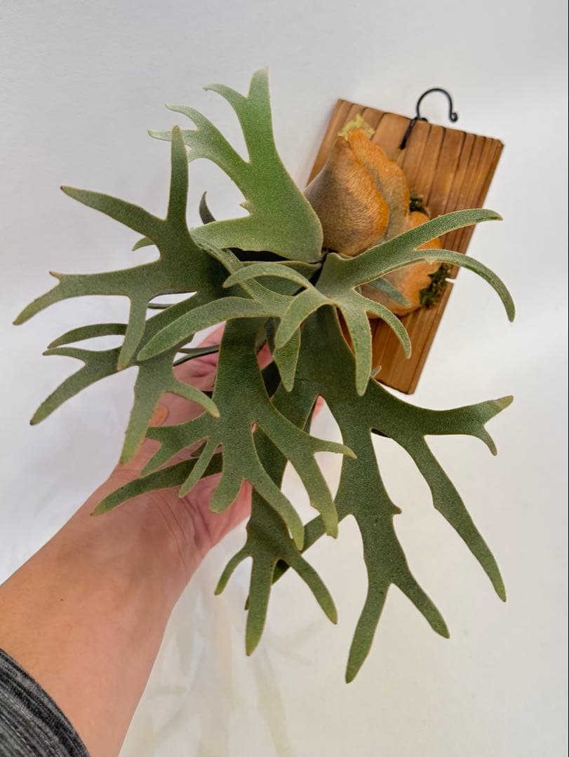 ◆ P.Willinckii ‘OMG’ spore（O-001）