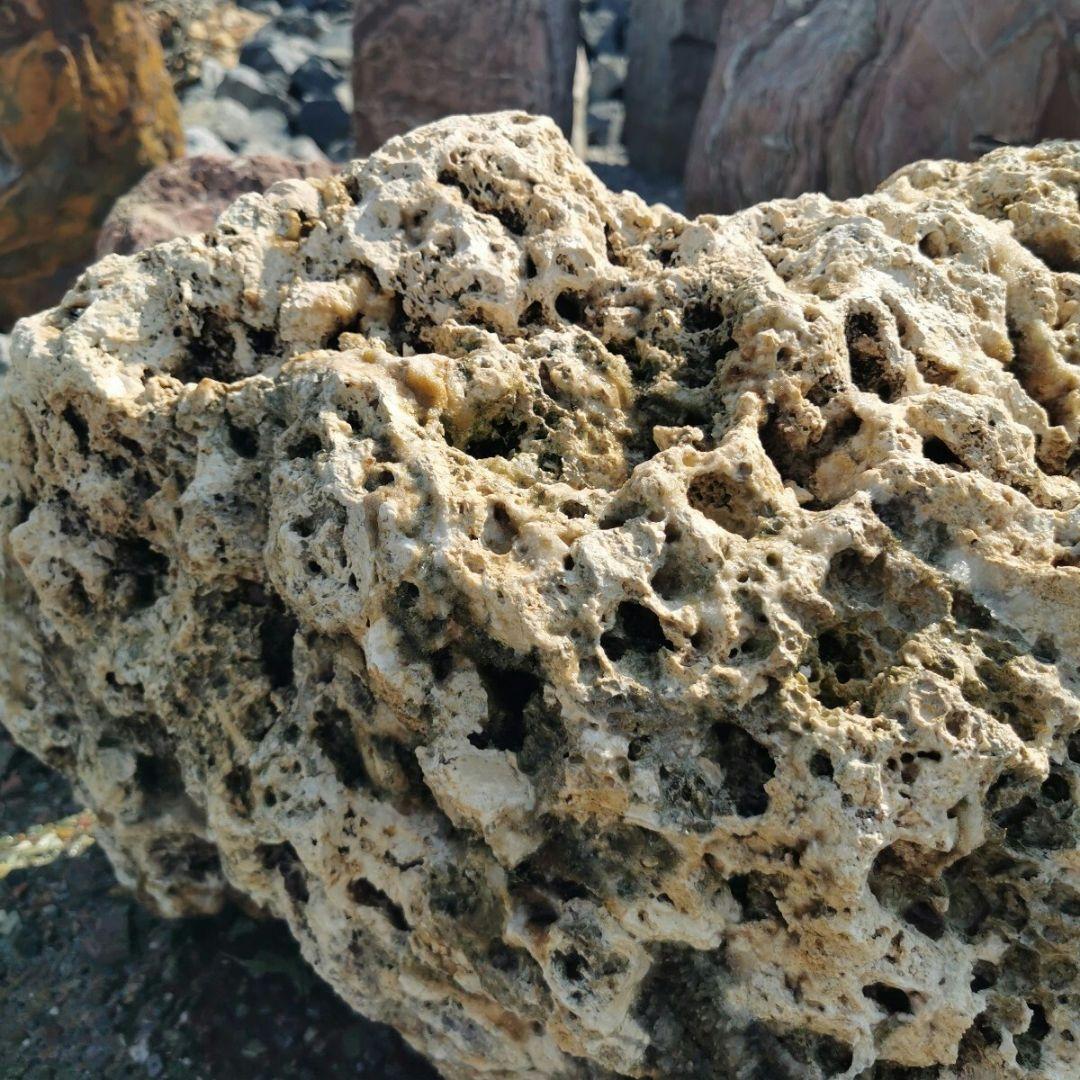 サンゴ石　119キロ　庭石　石　鑑賞石 石材　庭　ガーデニング　置物　オブジェ