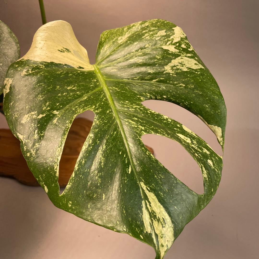 h*）様 L050ホワイトモンスター 天津蘭 モンステラ斑入り