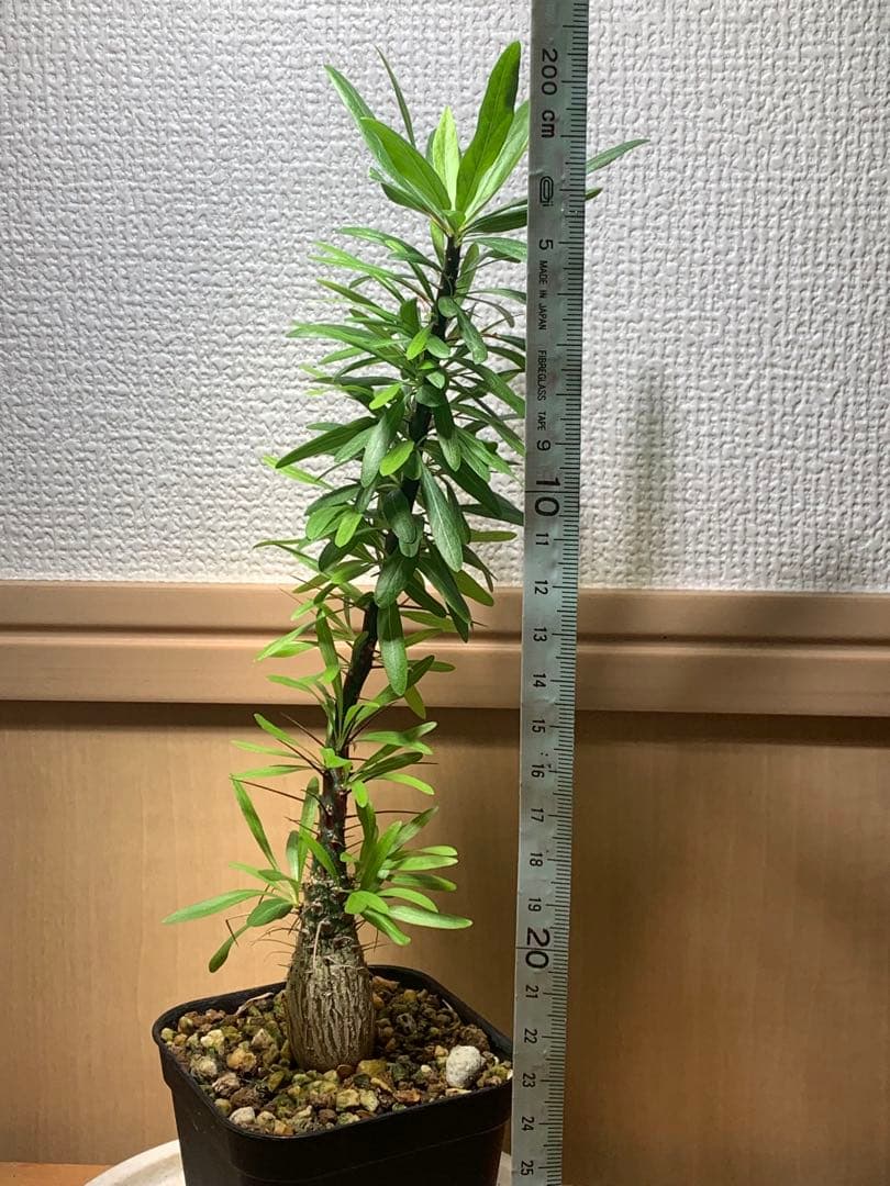 フォークイエリア プルプシー　国内実生株