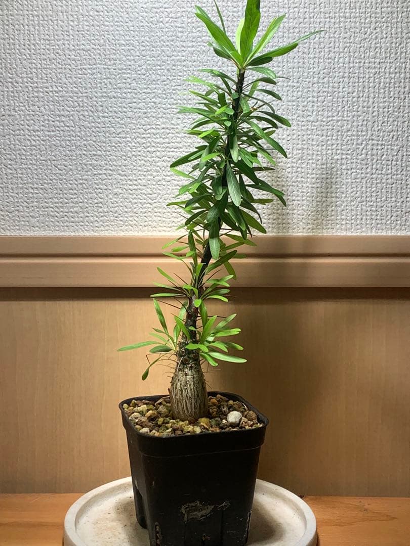 フォークイエリア プルプシー　国内実生株