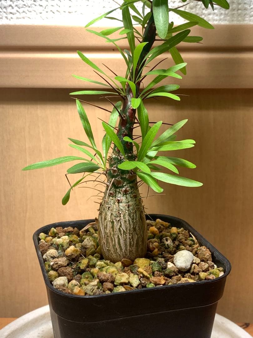 フォークイエリア プルプシー　国内実生株