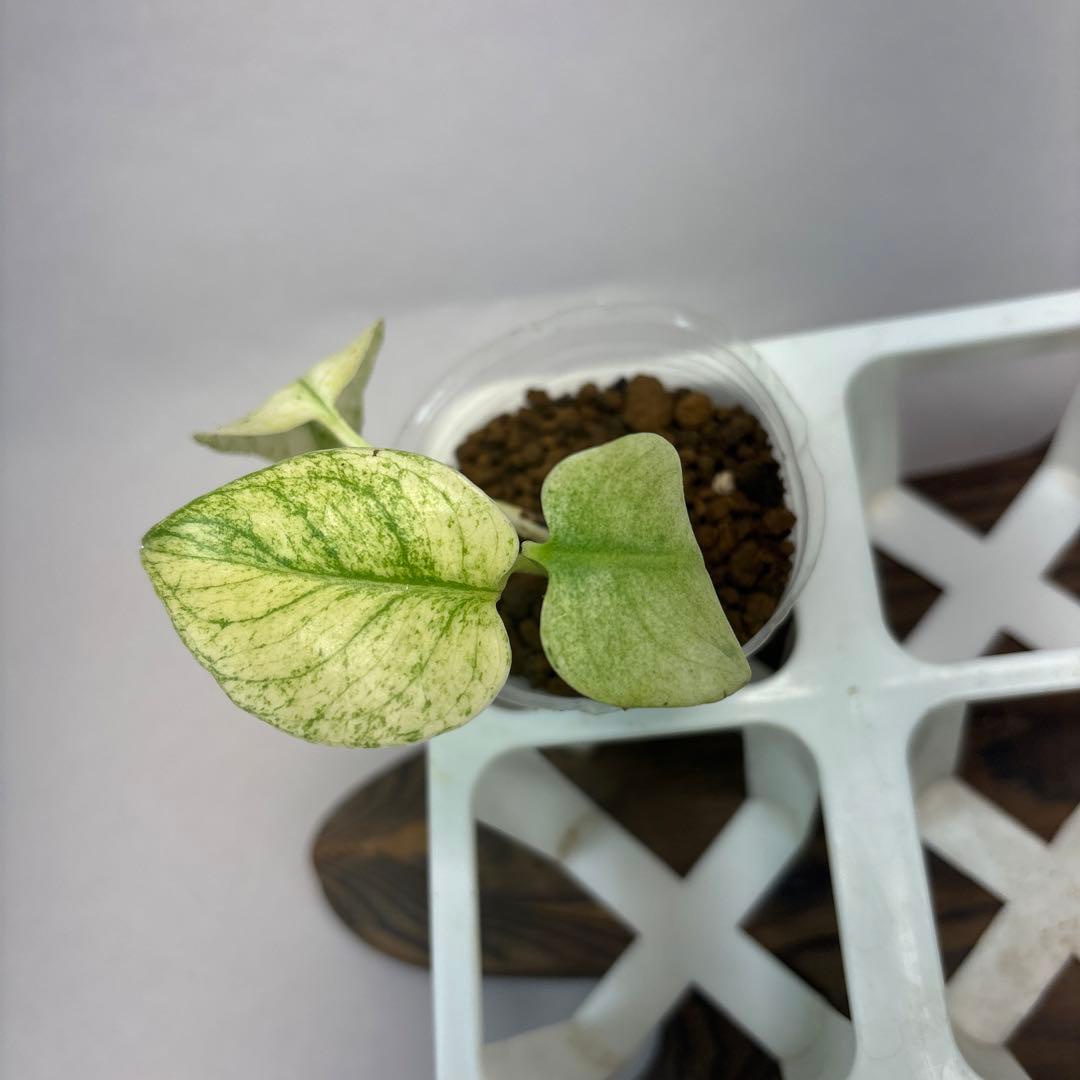 ケ*ン様 5株セット【特別選抜】ホワイトモンスター／天津蘭 モンステラ斑入り