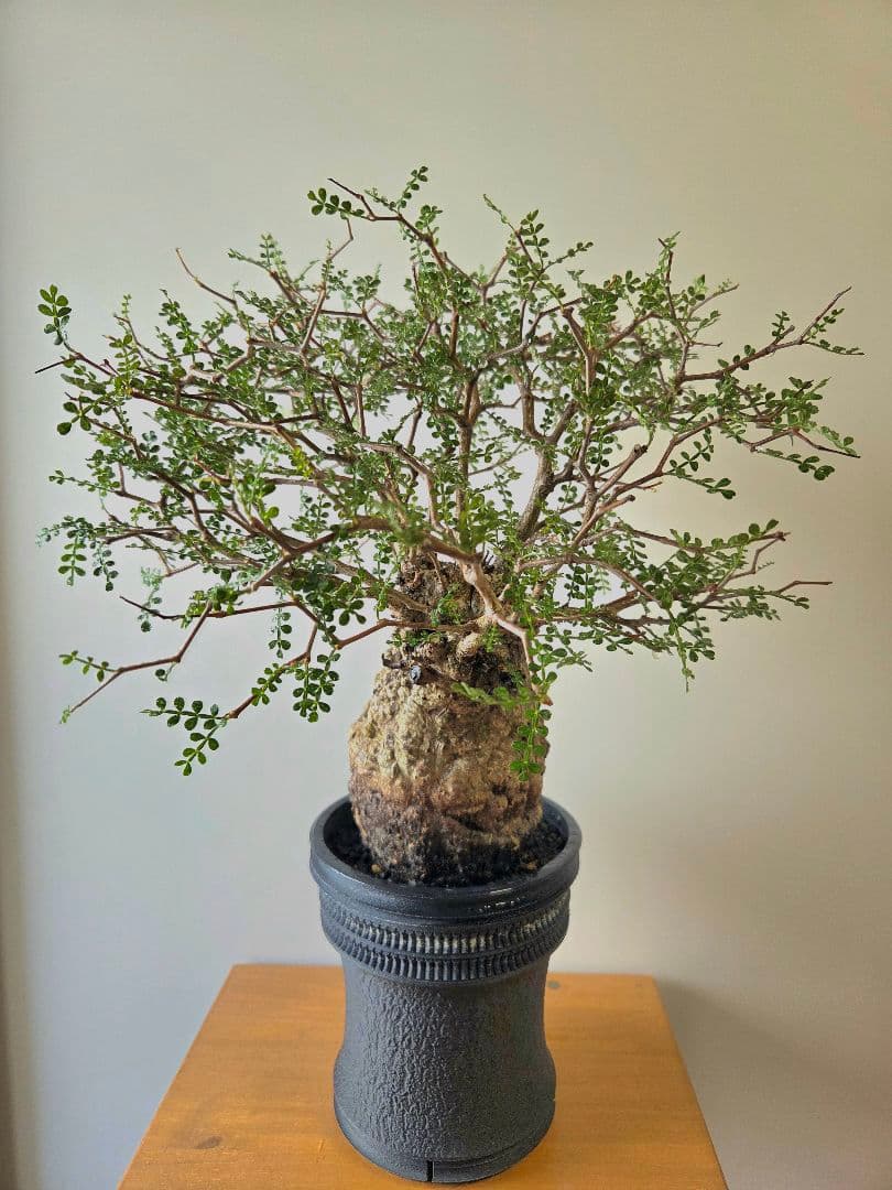 【最安値】オペルクリカリア　パキプス　現地球　屋外管理約3年