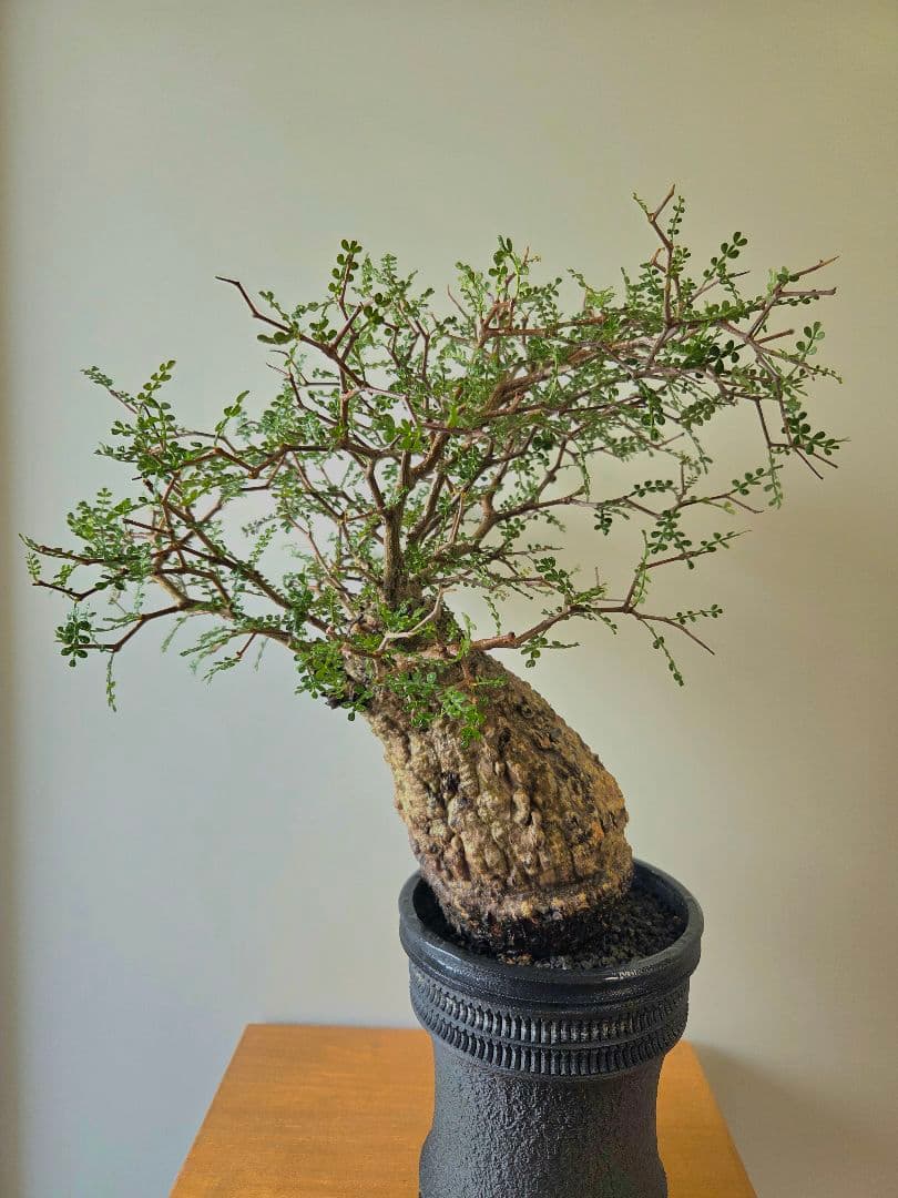 【最安値】オペルクリカリア　パキプス　現地球　屋外管理約3年