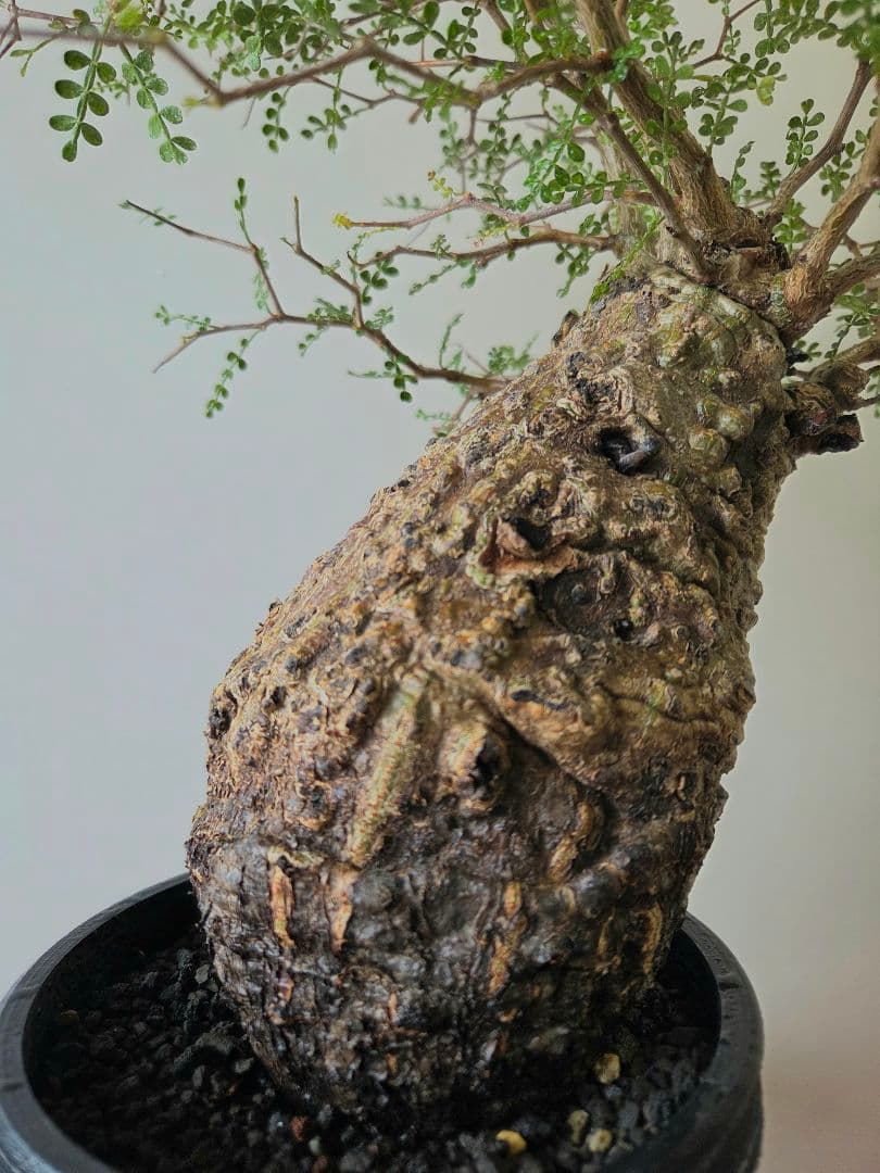 【最安値】オペルクリカリア　パキプス　現地球　屋外管理約3年