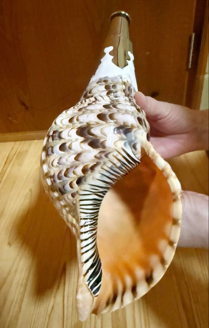 コンパクト修験道法螺貝 山伏 密教 魔除け 熊よけ❣️ホラガイ ほら貝