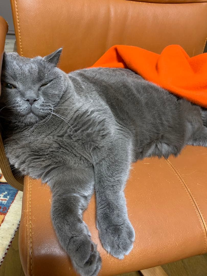 マルクスです✨クラシコ 聴診器 ブラックシングル 希少♡ name有り