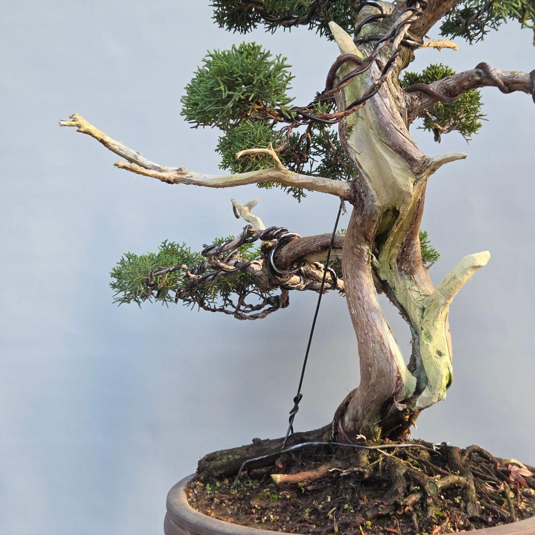 真柏　[舎利幹模様木]　大品盆栽