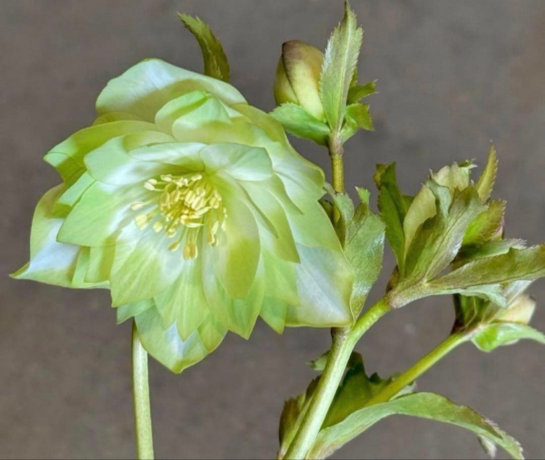 ryoyuuさま専用　ピエラダブル　クリスマスローズ