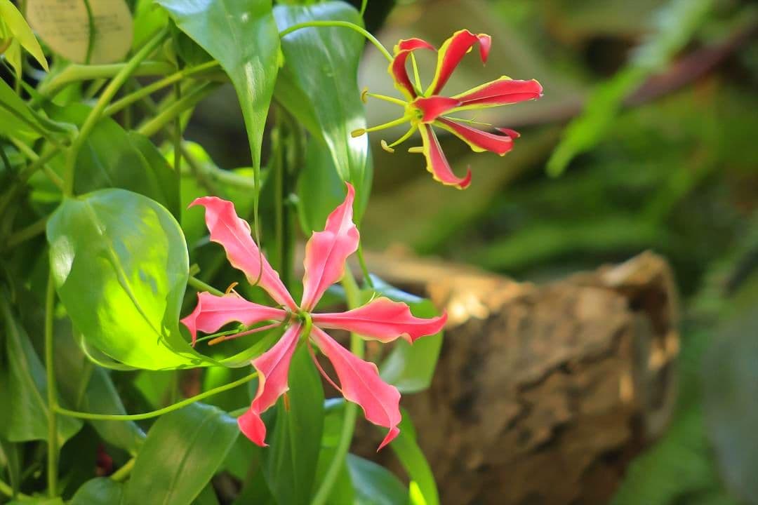 キヤノン　EF100-300mm F4.5-5.6 USM 望遠ズームレンズ