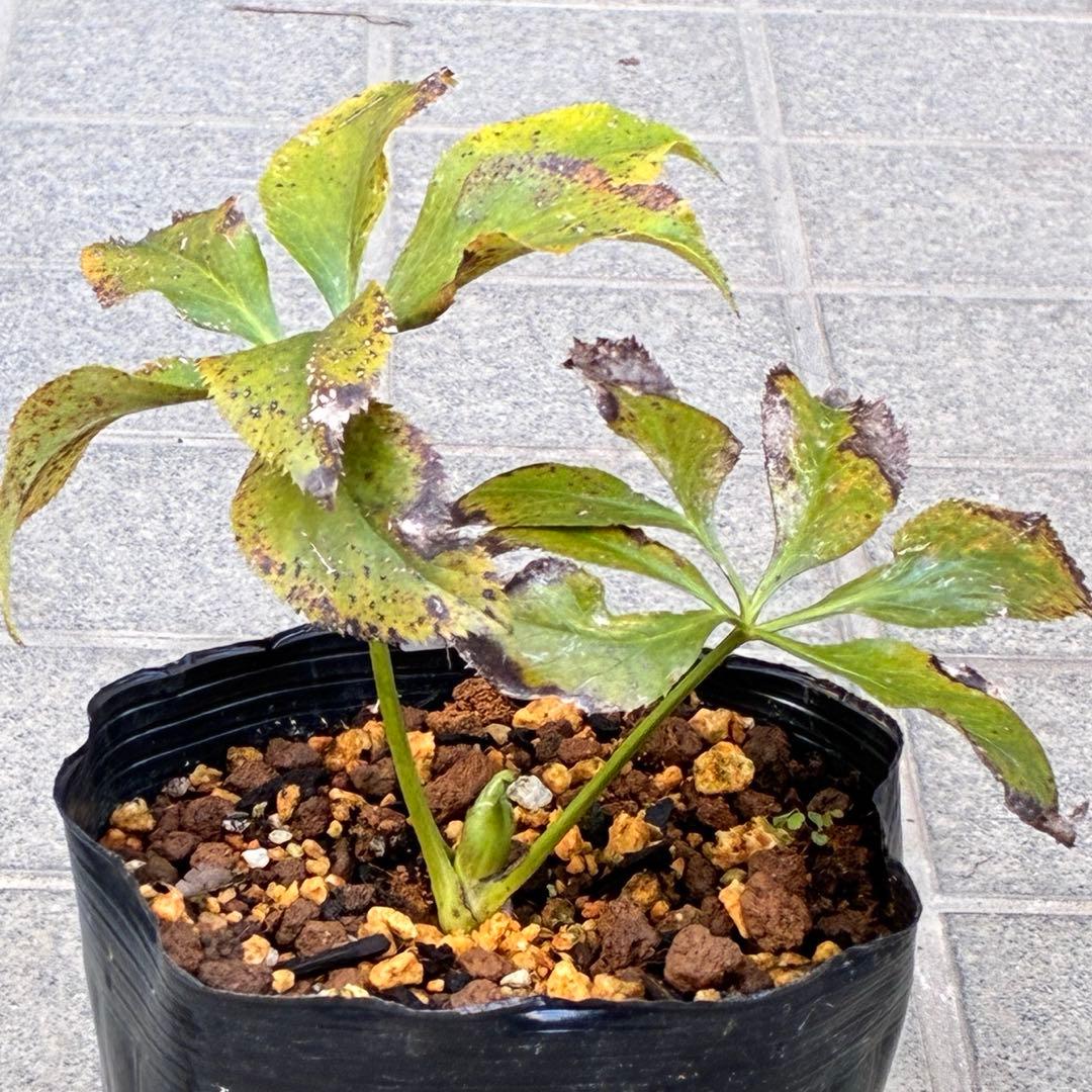 ま*️様 ❤️しっかり新芽元気株3226⭐️NEW⭐️レア☘️マイクロヒデコート