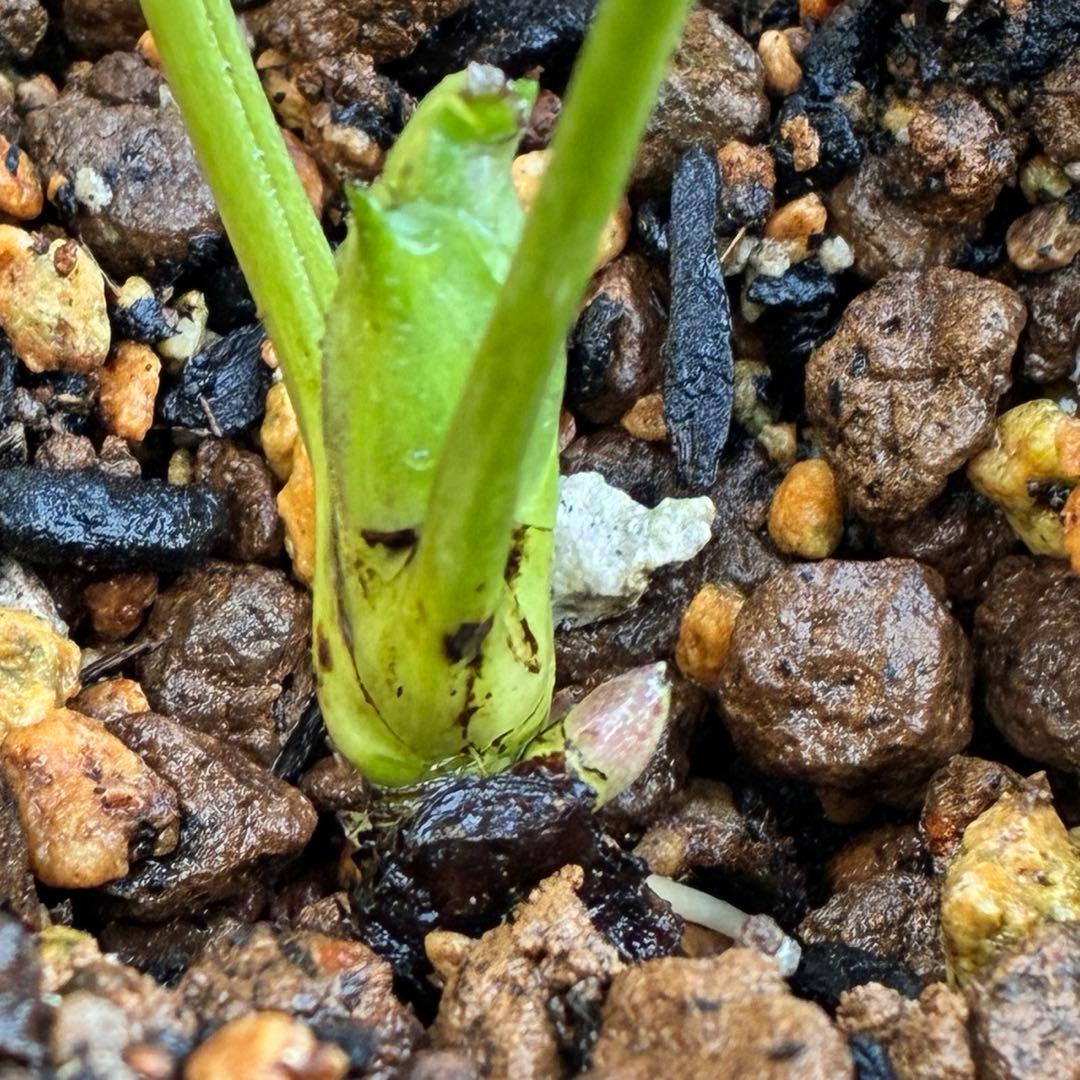 ま*️様 ❤️しっかり新芽元気株3226⭐️NEW⭐️レア☘️マイクロヒデコート