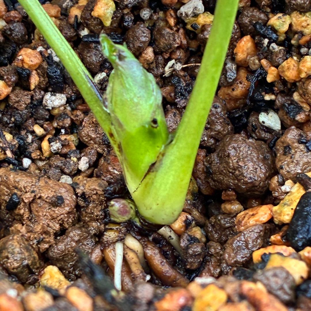 ま*️様 ❤️しっかり新芽元気株3226⭐️NEW⭐️レア☘️マイクロヒデコート