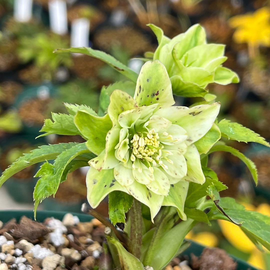 ま*️様 ❤️しっかり新芽元気株3226⭐️NEW⭐️レア☘️マイクロヒデコート