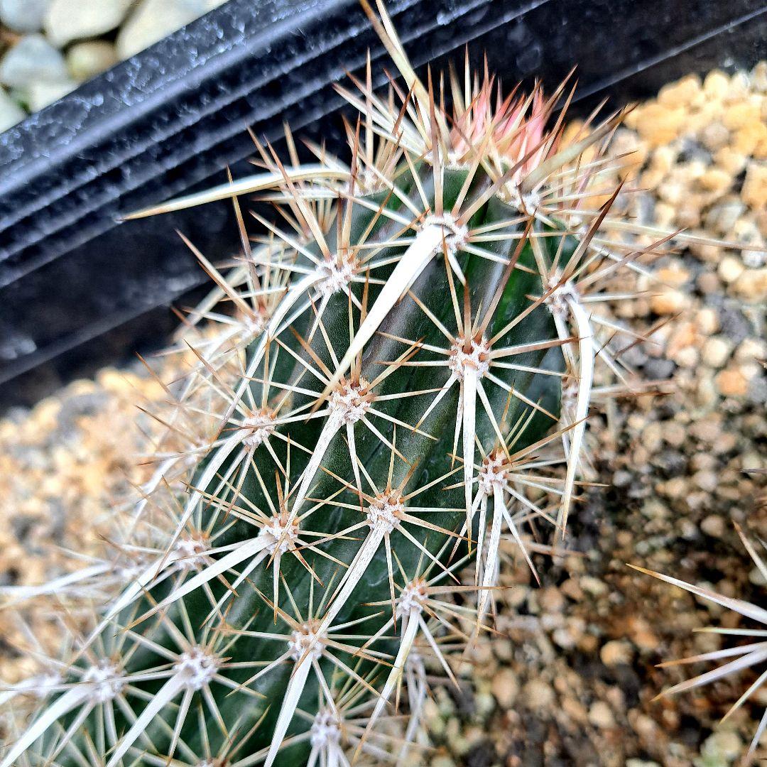 希少‼️✩.*˚ ステノケレウス エルカ (入鹿サボテン) ✩.*˚ - メルカリ