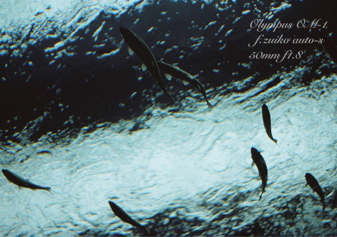 ★完動品＊美品＊初期保証★OM-1 &レンズf1.4★リザード・オリーブブラック