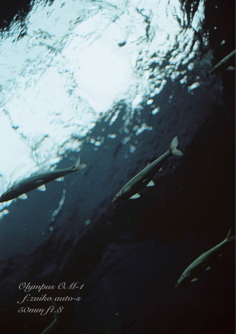 ★完動品＊美品＊初期保証★OM-1 &レンズf1.4★リザード・オリーブブラック