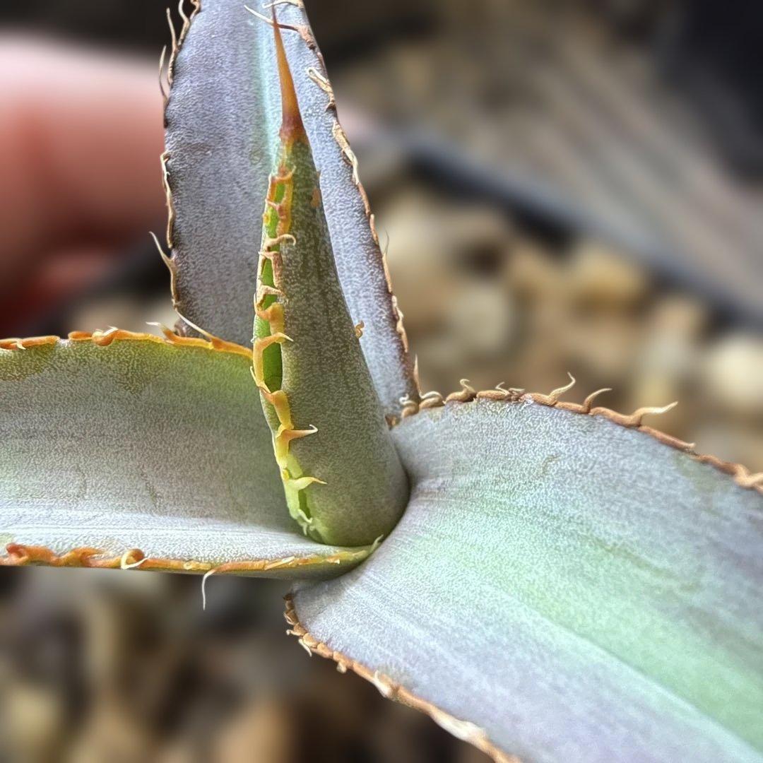 45 アガベ 青葉 オテロイ実生 選抜 チタノタ オアハカ ブルー - メルカリ