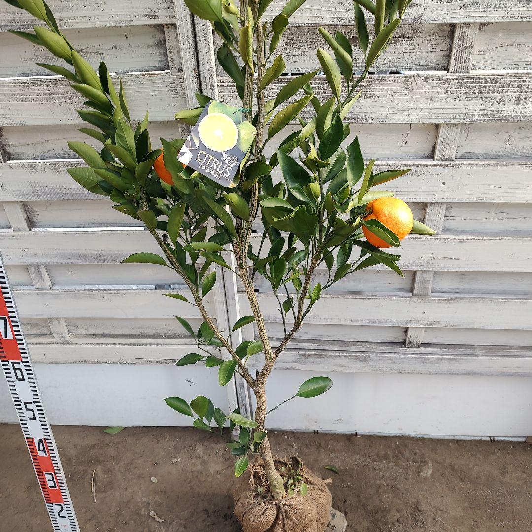 ゆら早生みかん 3年生 苗木