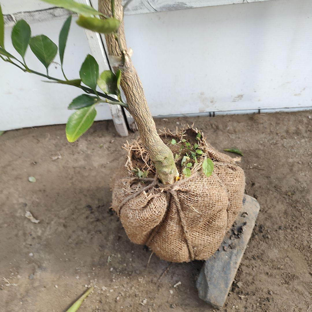 ゆら早生みかん 3年生 苗木