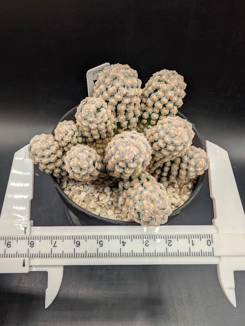 テレサエ 実生 群生 鉢植えメルカリ便送料込み