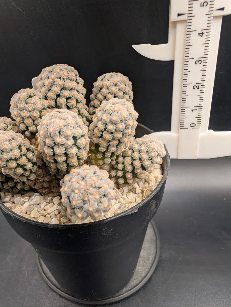 テレサエ 実生 群生 鉢植えメルカリ便送料込み