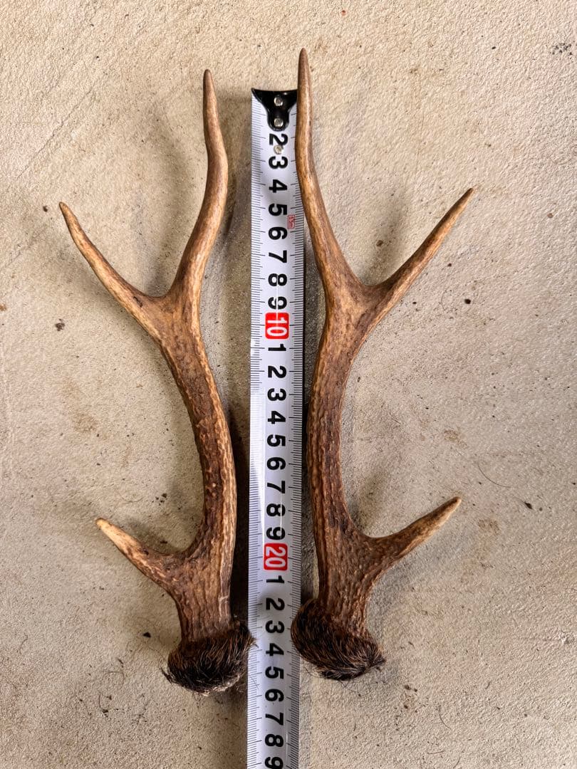 日本鹿の角 10対(20本セット) No.3