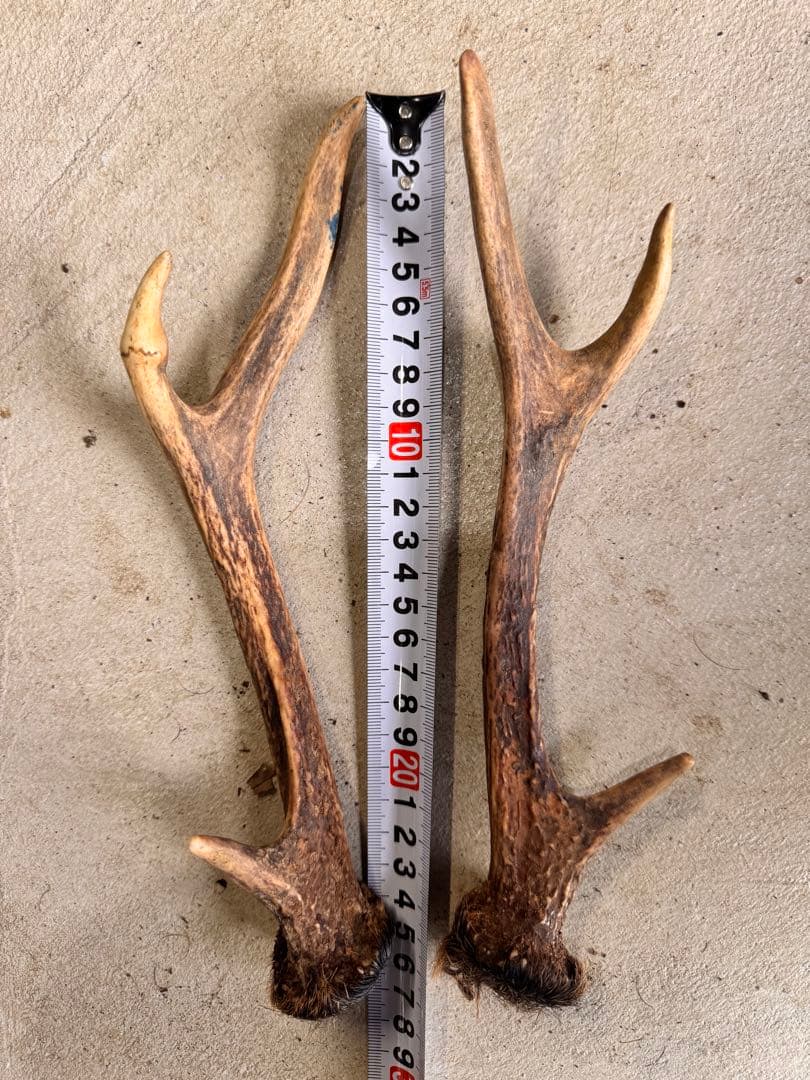 日本鹿の角 10対(20本セット) No.3