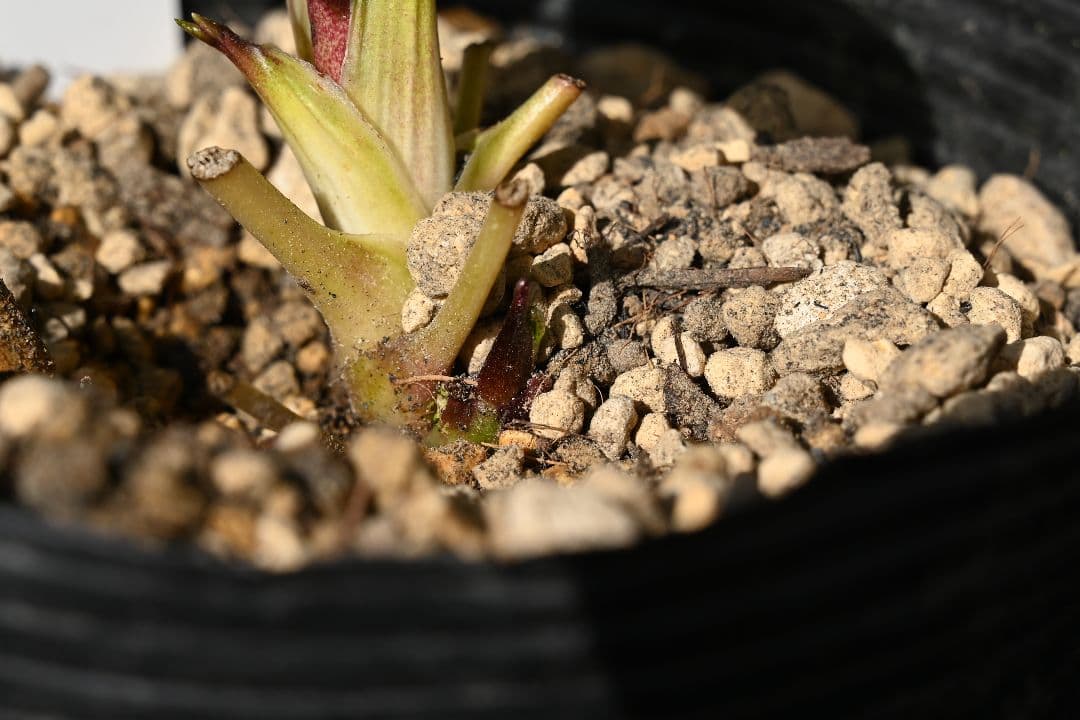 クリスマスローズ　認定ブラックゴールド　加藤農園