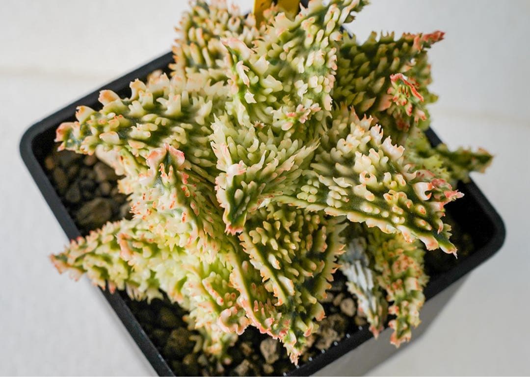 アロエ Tiger Claw TCT アロエハイブリッド - メルカリ