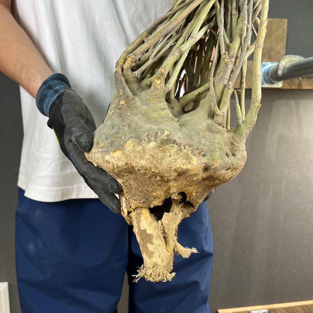 7*i様 23 激レア 超大株 アデニア ペチュエリー 現地球 鮮度抜群