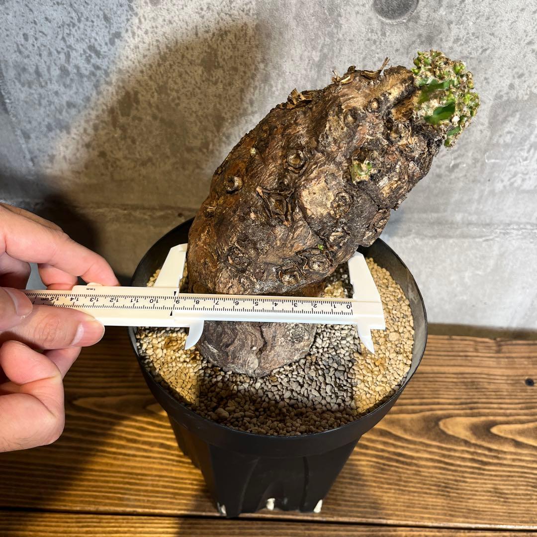 o*o様 ユーフォルビア ムランジーナ 現地球 発根済 超大株 芽吹多数