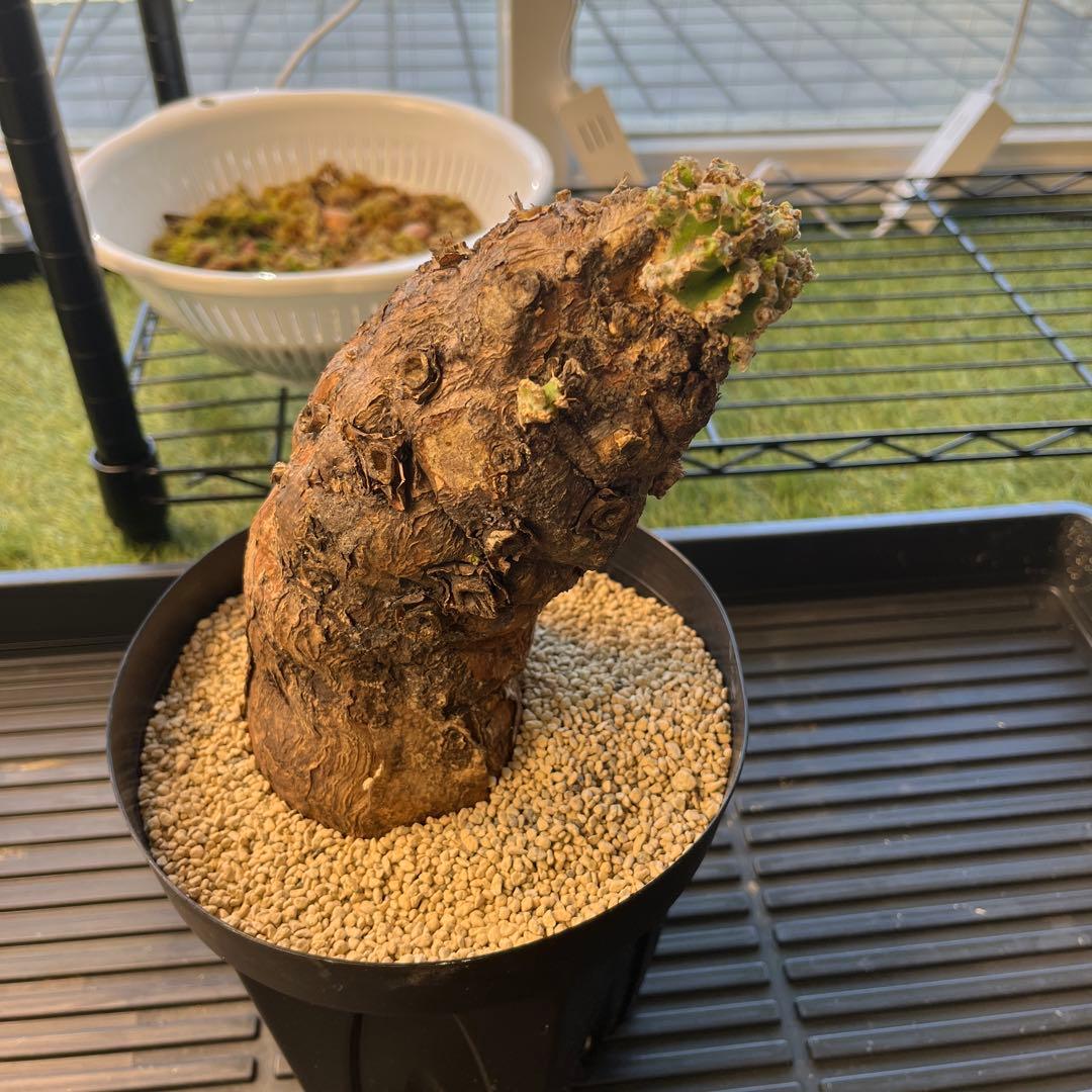 o*o様 ユーフォルビア ムランジーナ 現地球 発根済 超大株 芽吹多数