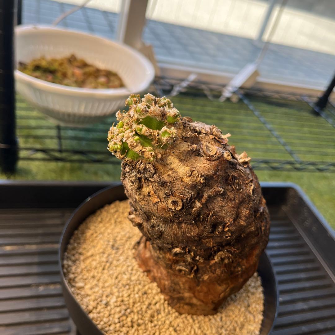 o*o様 ユーフォルビア ムランジーナ 現地球 発根済 超大株 芽吹多数