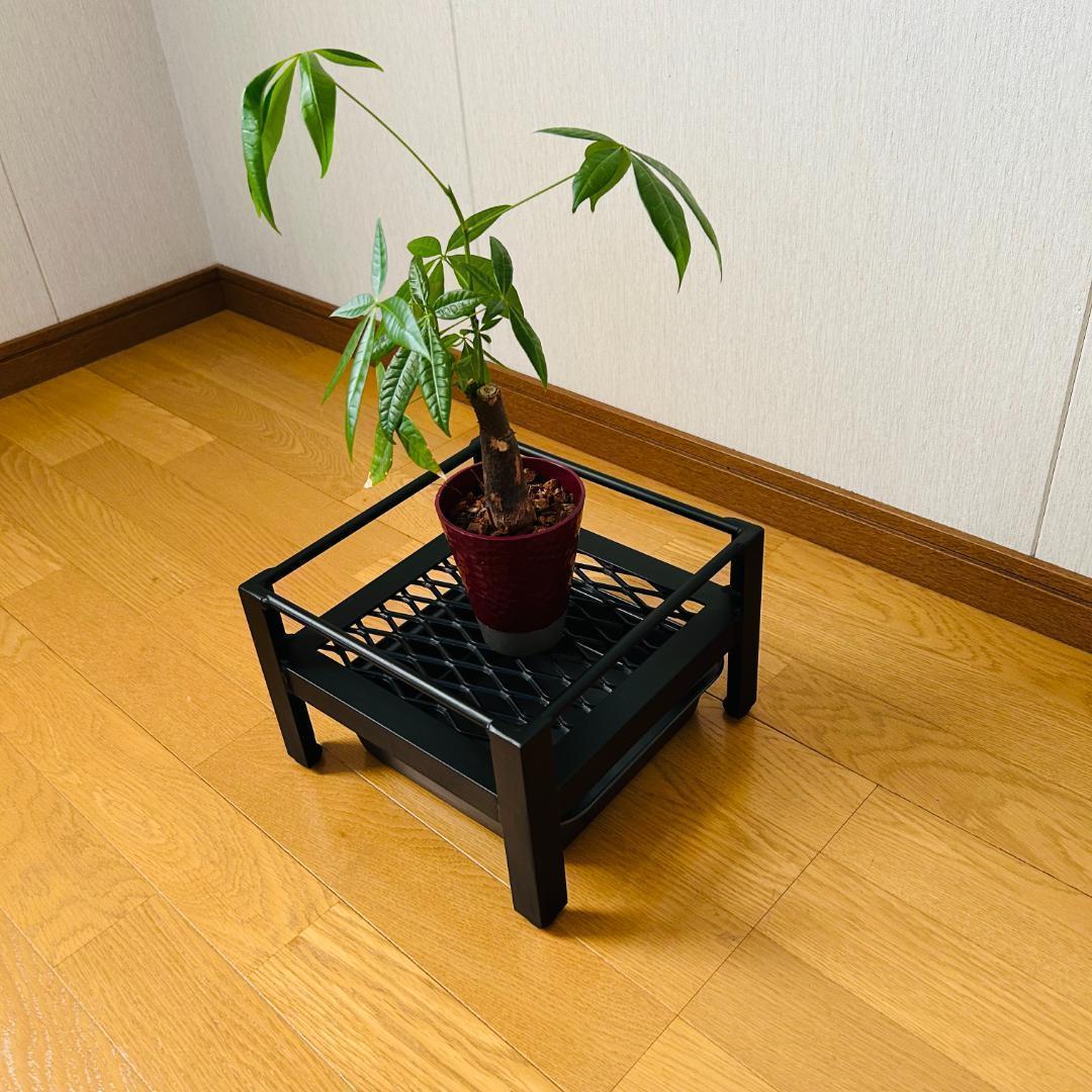 植物棚　シェルフ　5号鉢　受け皿　プランタラック　アガペ　コーデックス