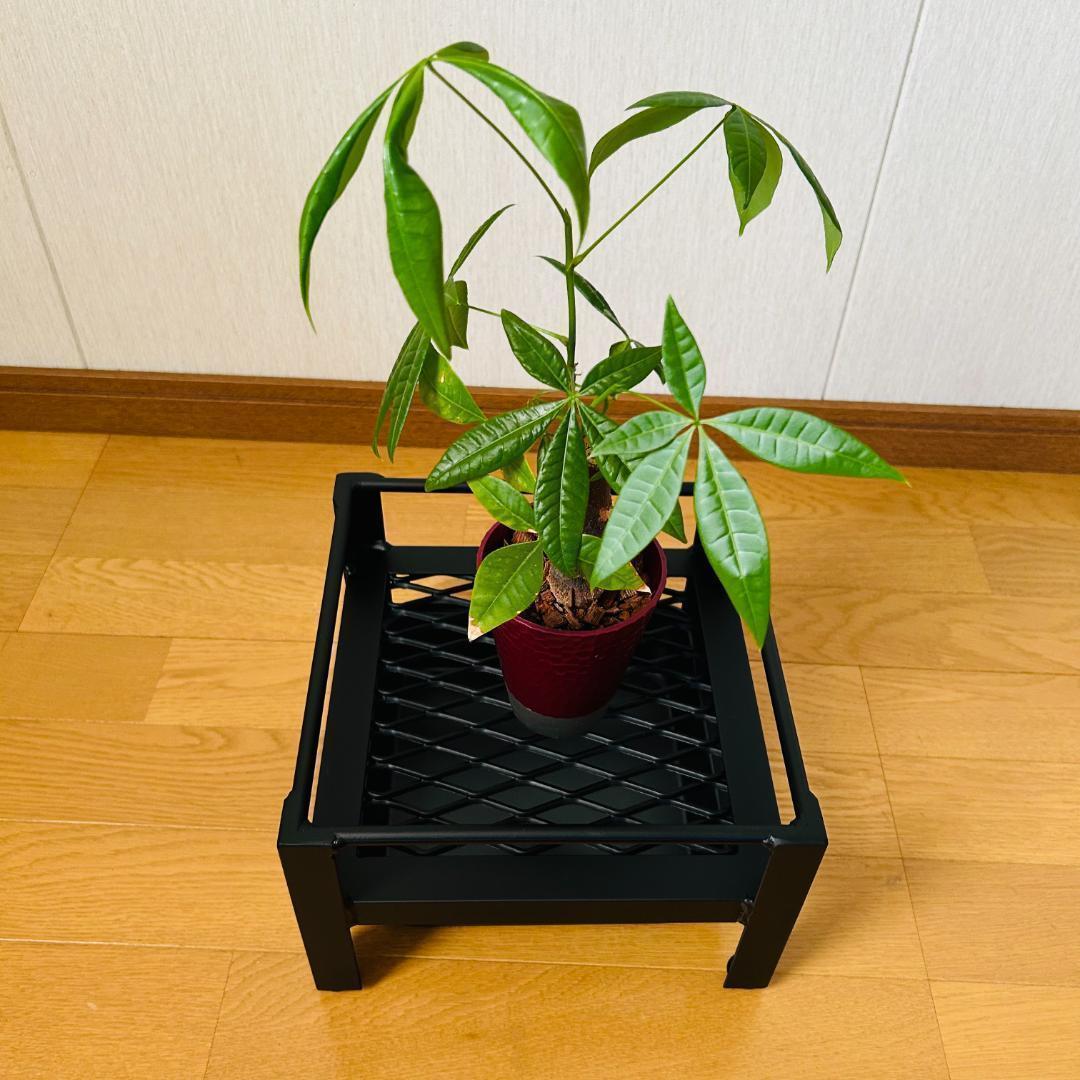 植物棚　シェルフ　5号鉢　受け皿　プランタラック　アガペ　コーデックス