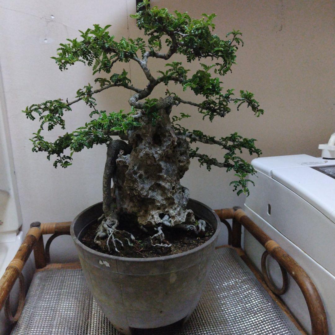 根上り半懸崖樹高4.5㎝夜叉柄杓ヤシャビシャクミニ小品盆栽真柏黒松