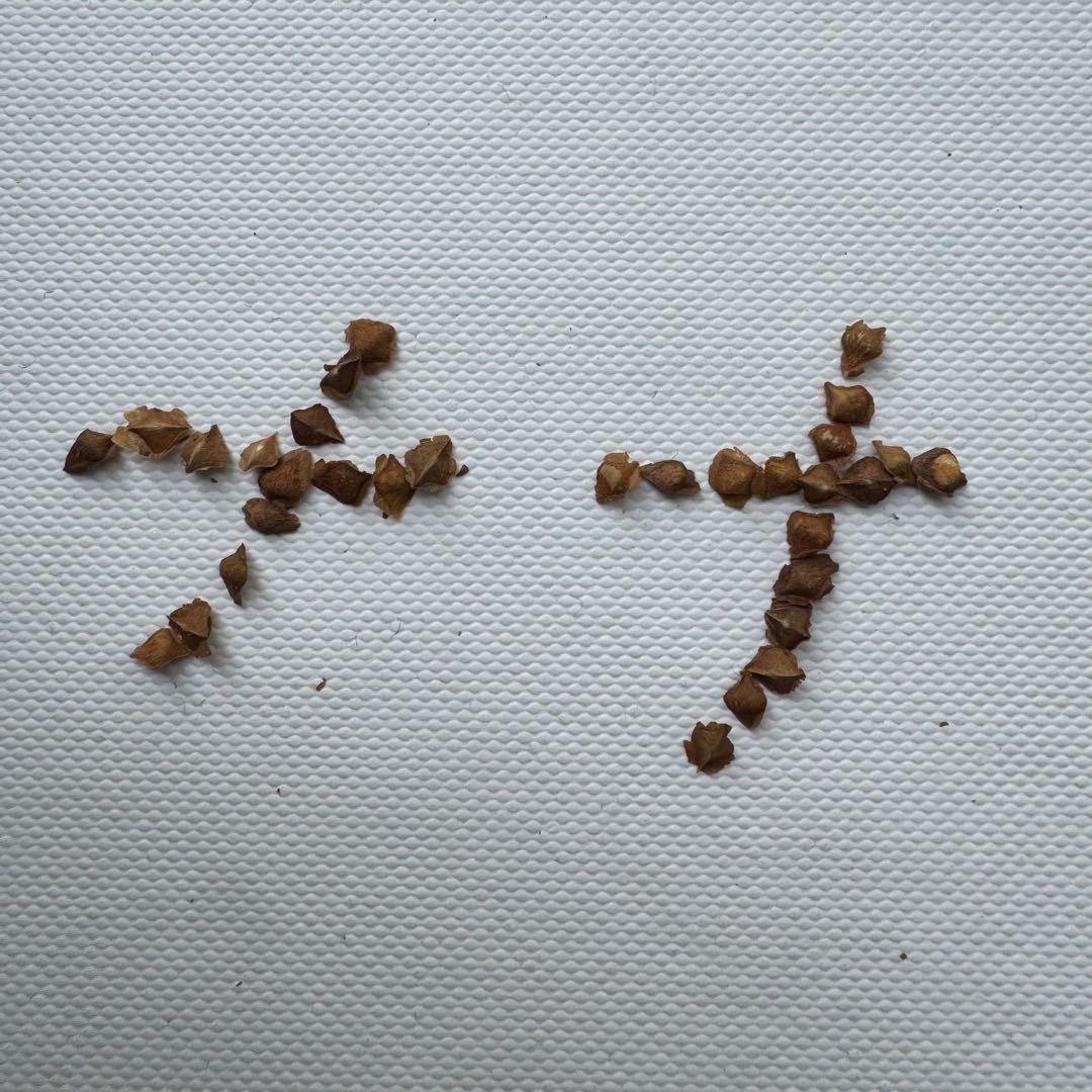 6月入荷 種子 10粒 ボスウェリア ナナ