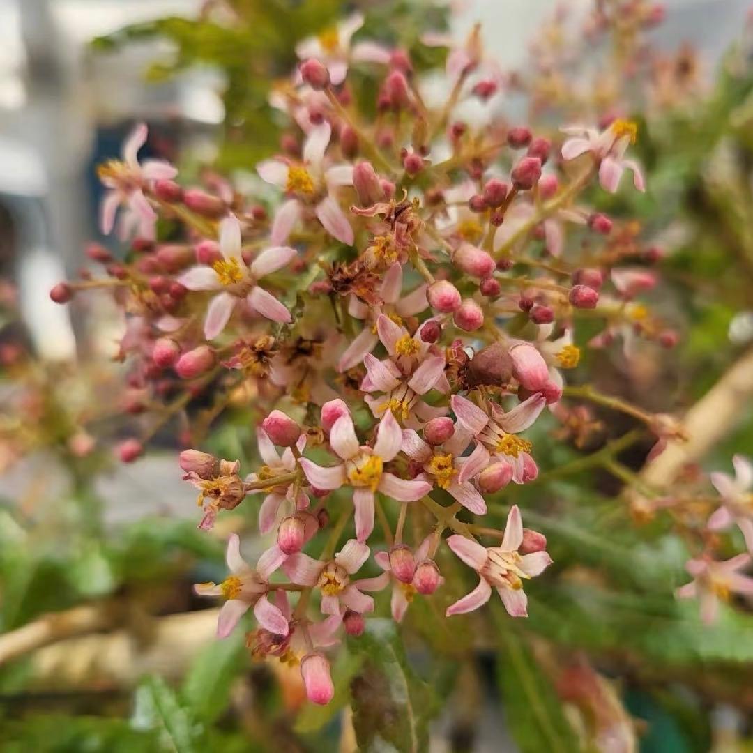 6月入荷 種子 10粒 ボスウェリア ナナ