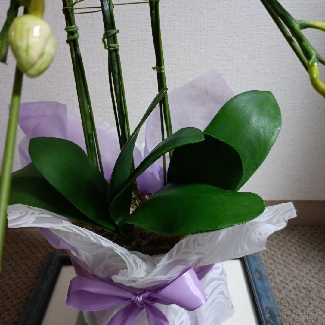 専用　ホワイト胡蝶蘭　クレイフラワー　樹脂粘土