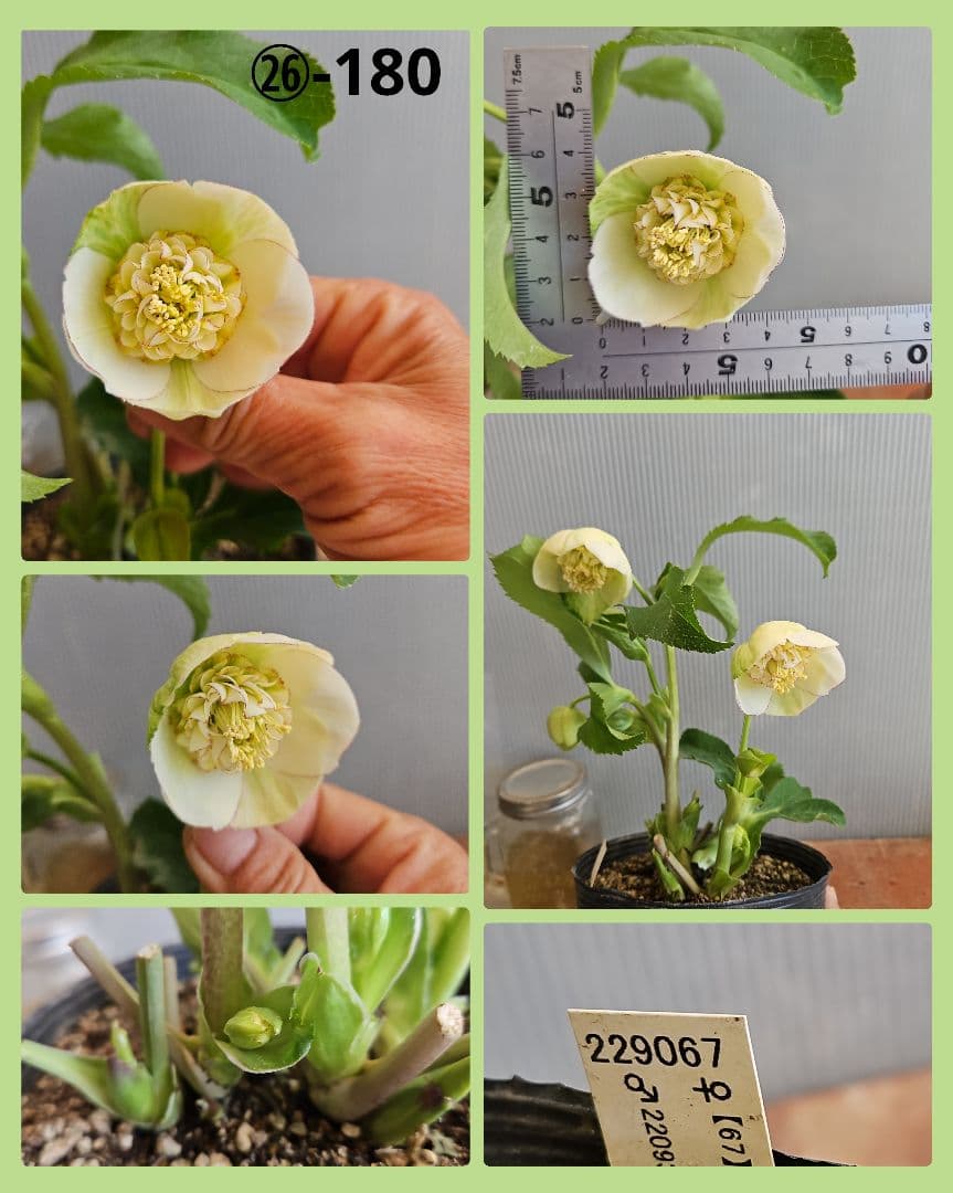 bonobono様ご購入苗㉖-166㉖-180クリスマスローズ