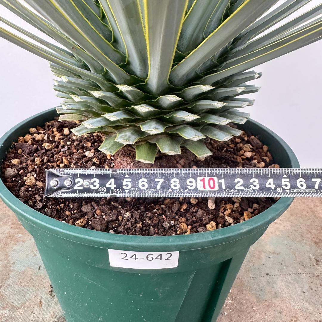 ユッカ　ロストラータ【24-642】超美形　シルバーブルー