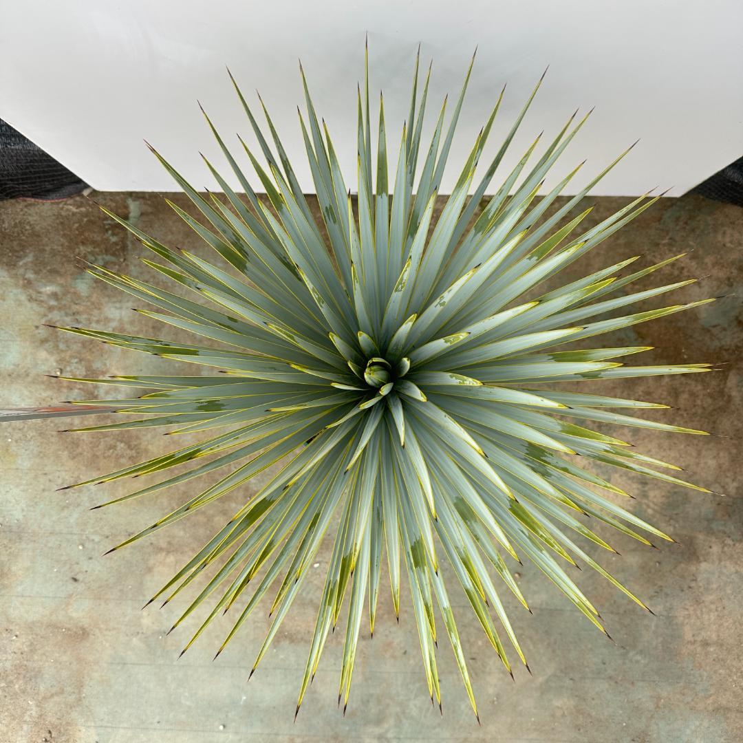 ユッカ　ロストラータ【24-642】超美形　シルバーブルー