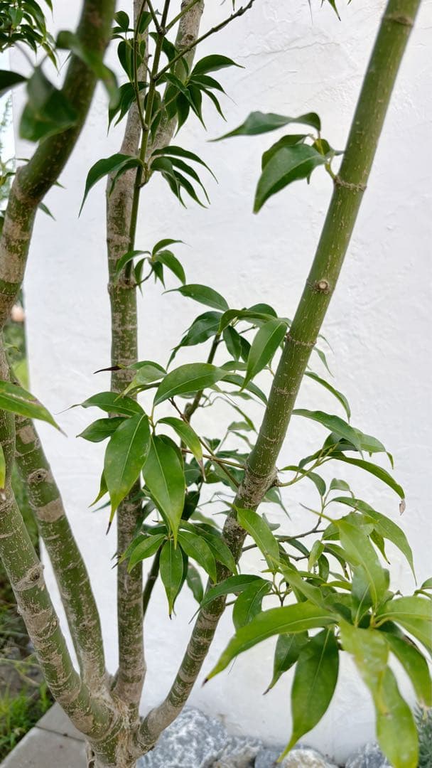 希少。常緑モミジ 2.6M(鉢底から) ◎シンボルツリー