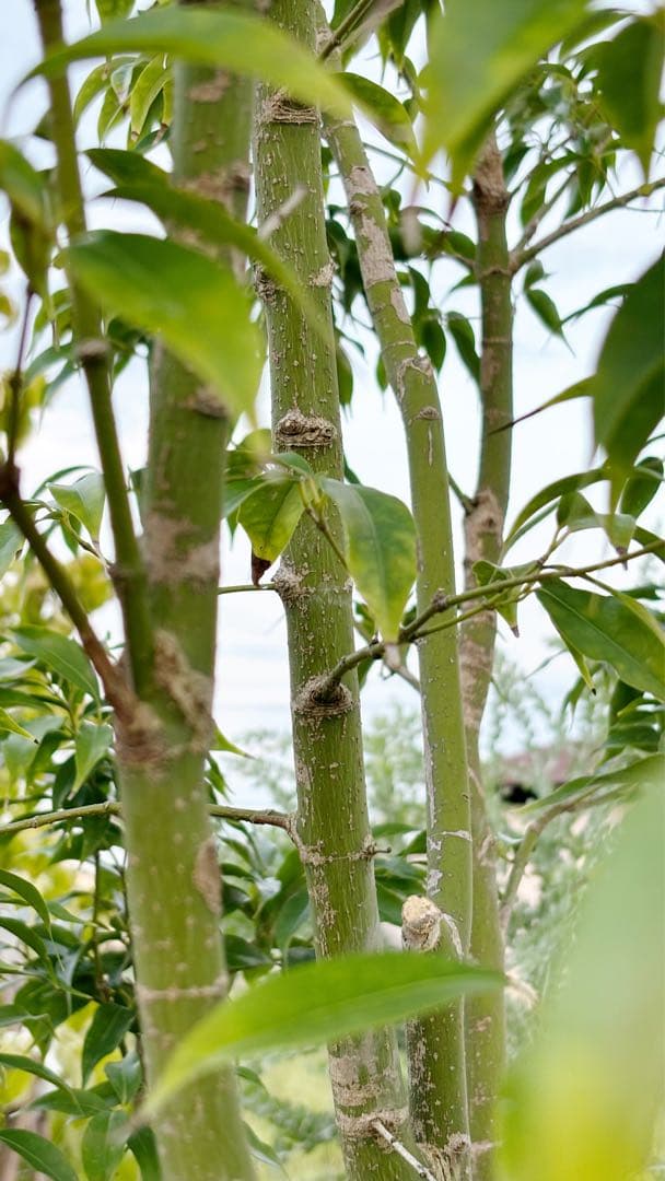 希少。常緑モミジ 2.6M(鉢底から) ◎シンボルツリー