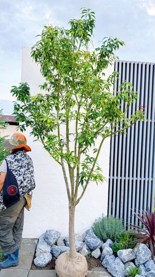 希少。常緑モミジ 2.6M(鉢底から) ◎シンボルツリー